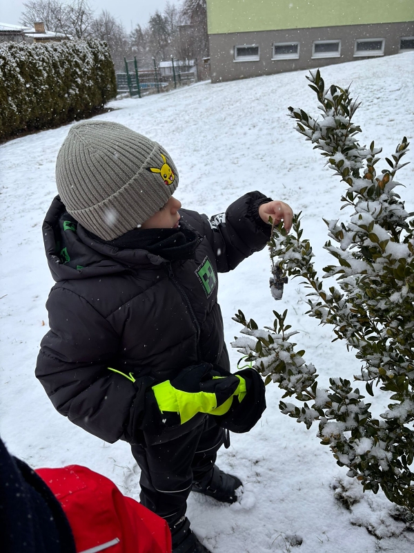 Kočičky a téma Ptáčci v zimě