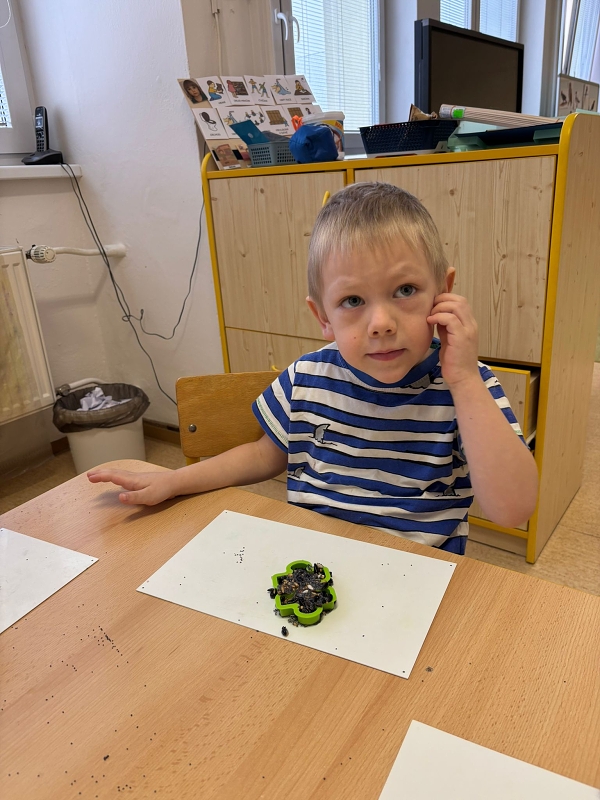 Kočičky a téma Ptáčci v zimě